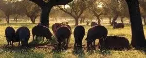 Dehesas de Andalucia