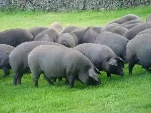 diferencia entre el jamon iberico y el jamon serrano