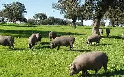 Difference between Iberian ham and Serrano ham